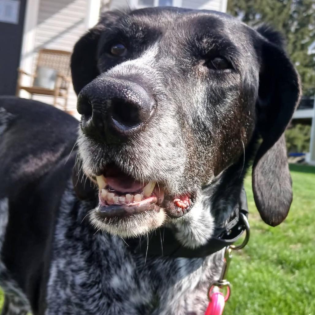 Daisy, Adoptable, Senior Female Coonhound.