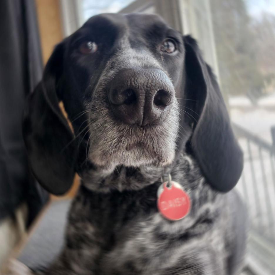 Daisy, a Adoptable Coonhound in Saint Cloud, MN image 2/6