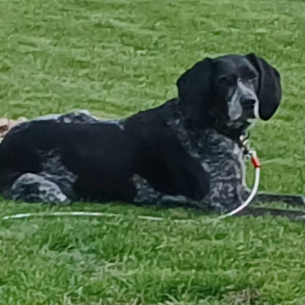 Enlarge Daisy, a Adoptable Coonhound in Saint Cloud, MN image 3/6