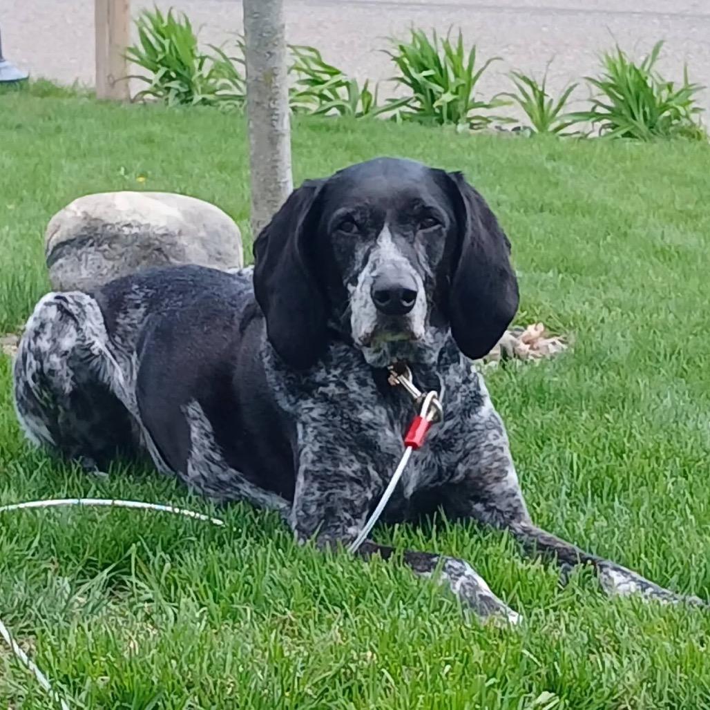 Enlarge Daisy, a Adoptable Coonhound in Saint Cloud, MN image 3/6