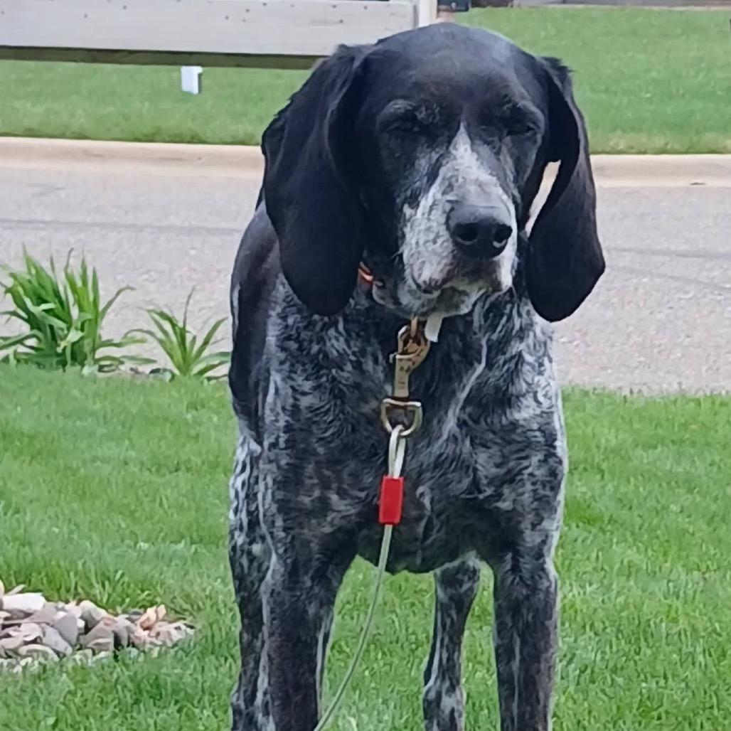 Daisy, a Adoptable Coonhound in Saint Cloud, MN image 4/6