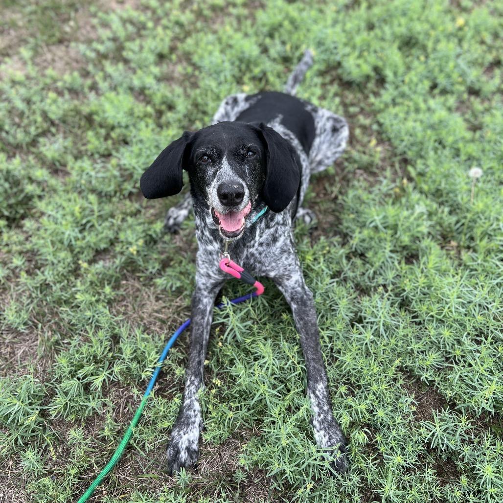 Enlarge Daisy, a Adoptable Coonhound in Saint Cloud, MN image 5/6