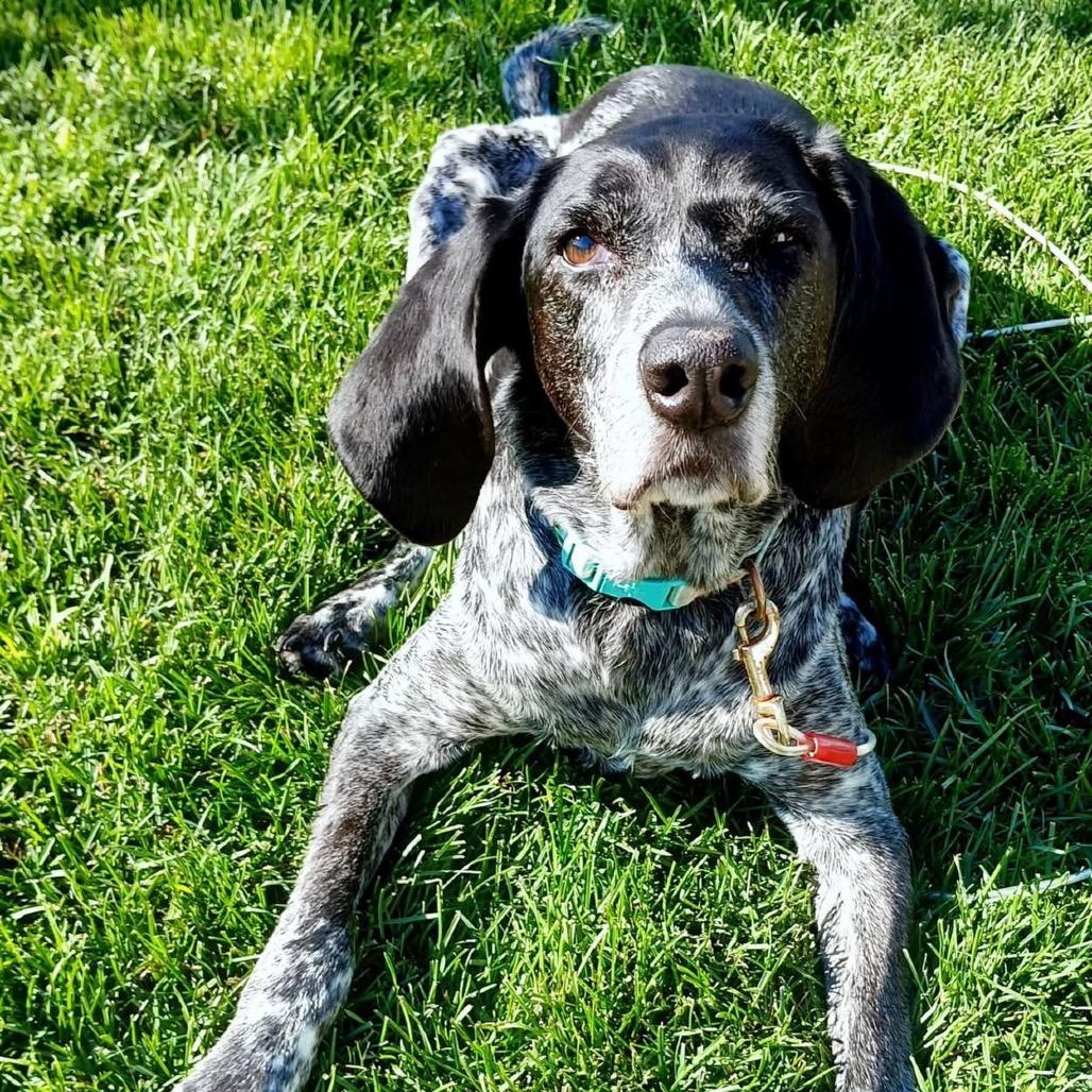 Enlarge Daisy, a Adoptable Coonhound in Saint Cloud, MN image 5/6
