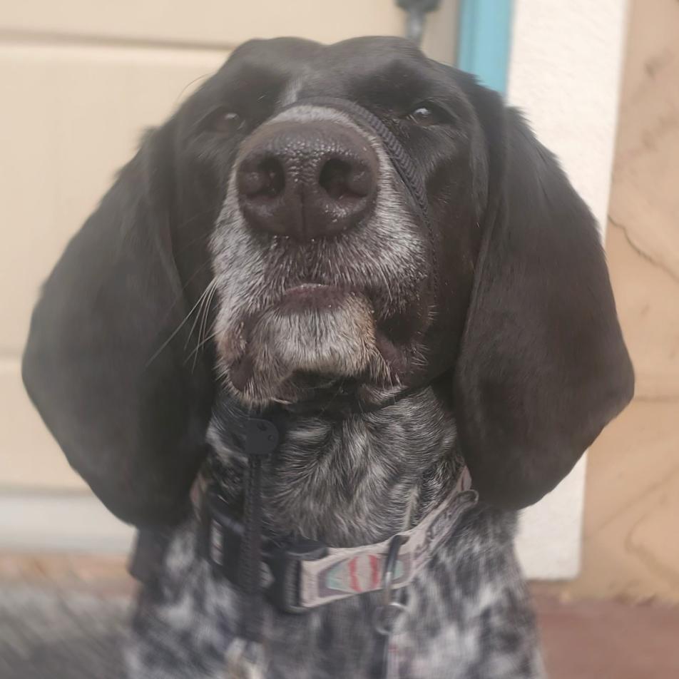 Daisy, a Adoptable Coonhound in Saint Cloud, MN image 5/6