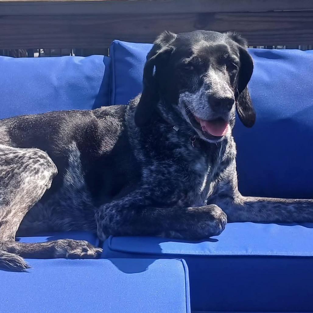 Enlarge Daisy, a Adoptable Coonhound in Saint Cloud, MN image 6/6