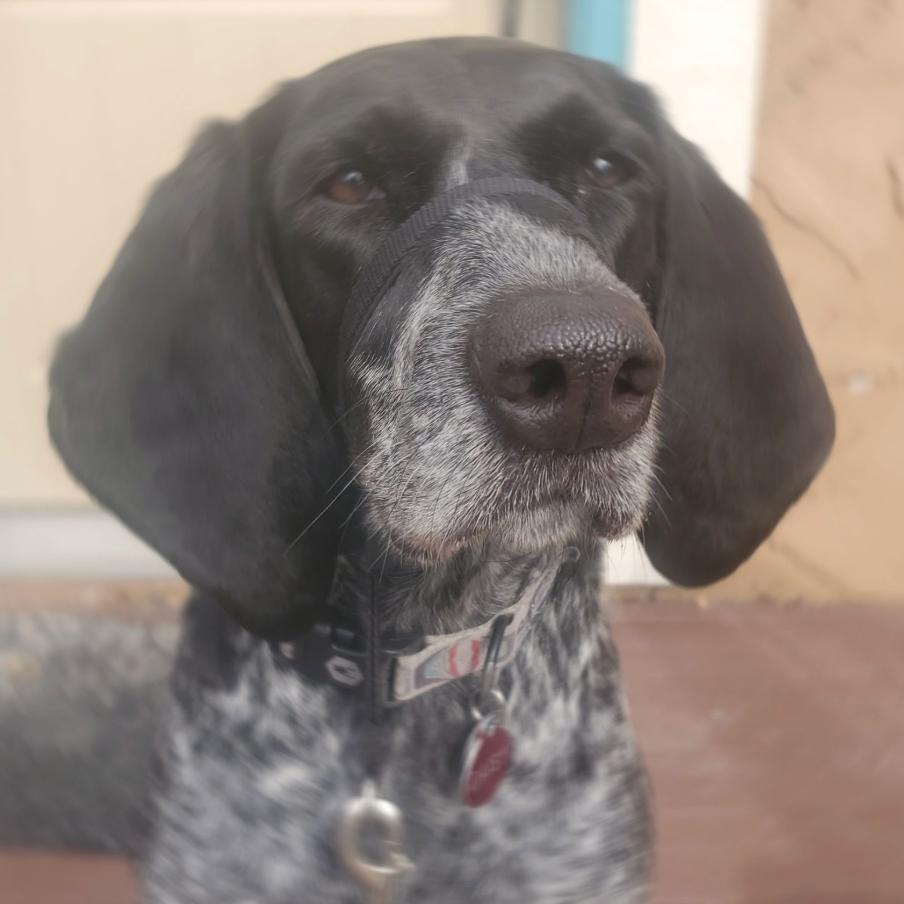 Daisy, a Adoptable Coonhound in Saint Cloud, MN image 6/6