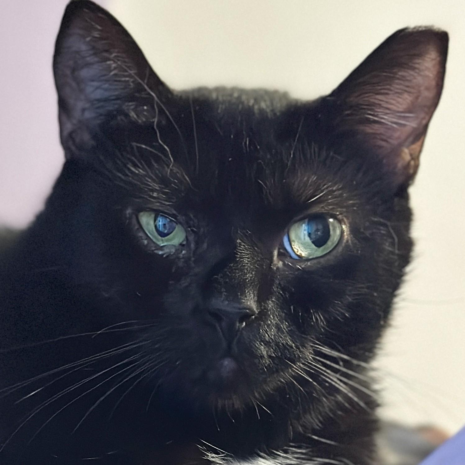 Charlotte, adoptable, Adult Female Domestic Short Hair.