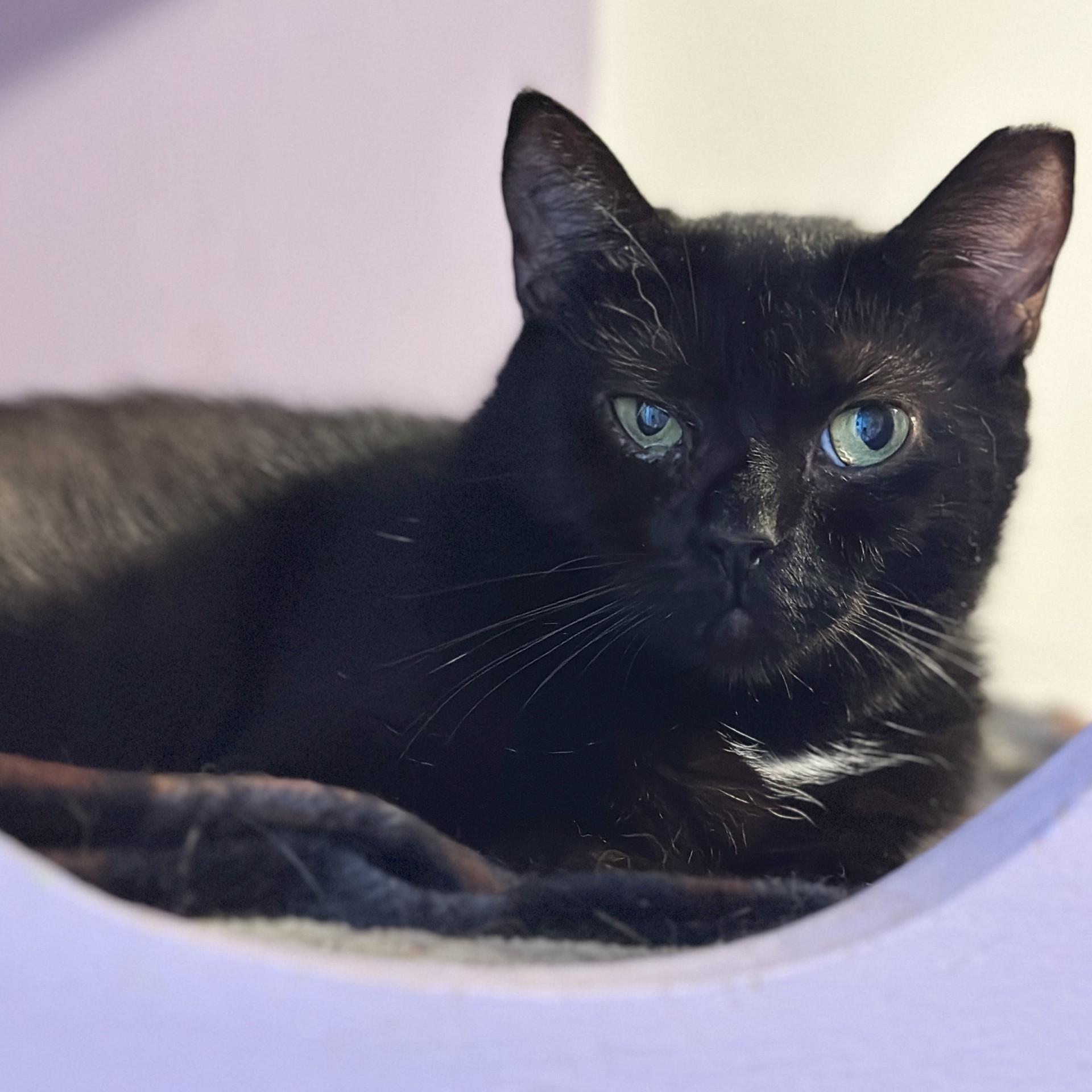 Charlotte, an adoptable Domestic Short Hair in Victor, NY image 2/6