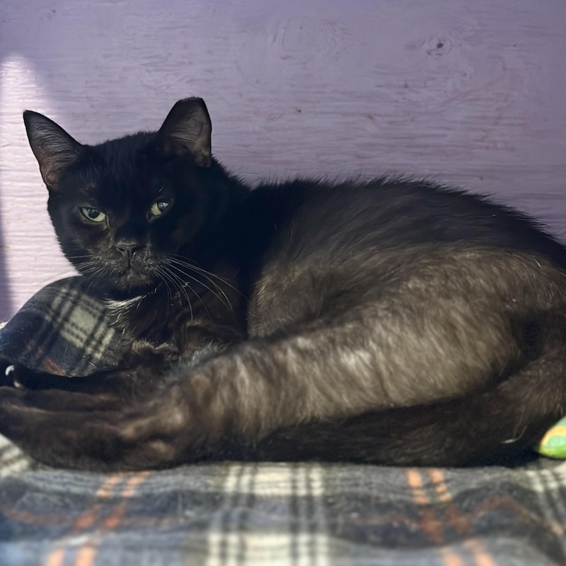Charlotte, an adoptable Domestic Short Hair in Victor, NY image 5/6