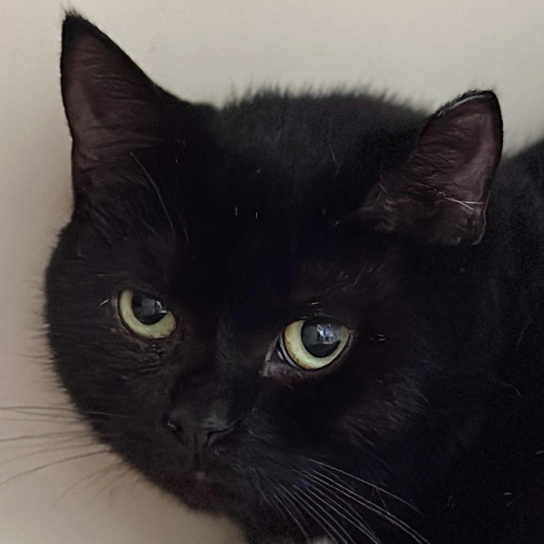 Charlotte, a Adoptable Domestic Short Hair in Victor, NY image 1/5