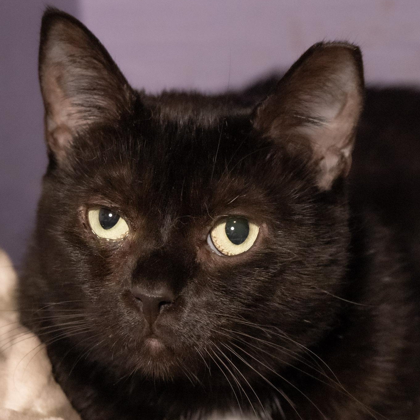 Enlarge Charlotte, a Adoptable Domestic Short Hair in Victor, NY image 6/6