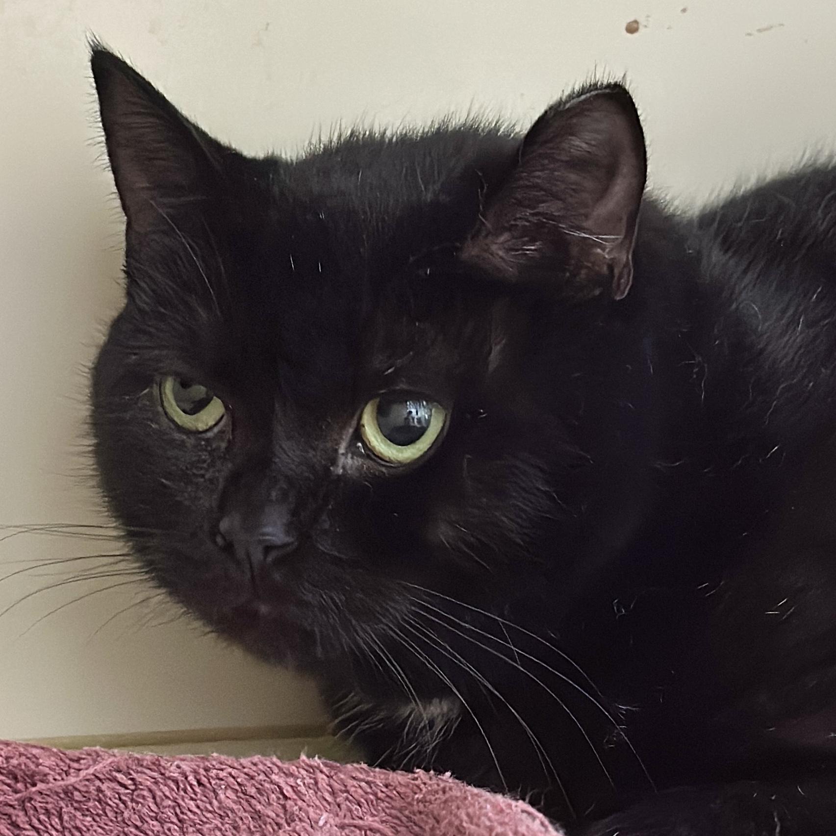 Charlotte, a Adoptable Domestic Short Hair in Victor, NY image 2/5