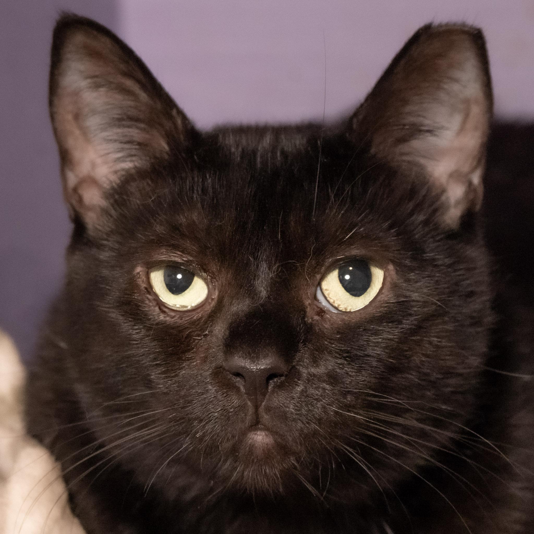 Charlotte, adoptable, Adult Female Domestic Short Hair.