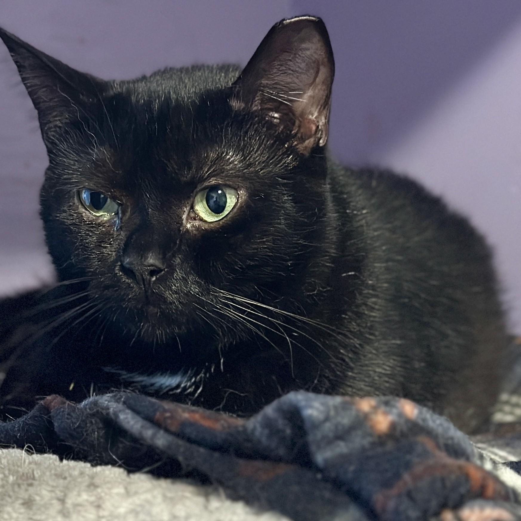 Charlotte, an adoptable Domestic Short Hair in Victor, NY image 6/6