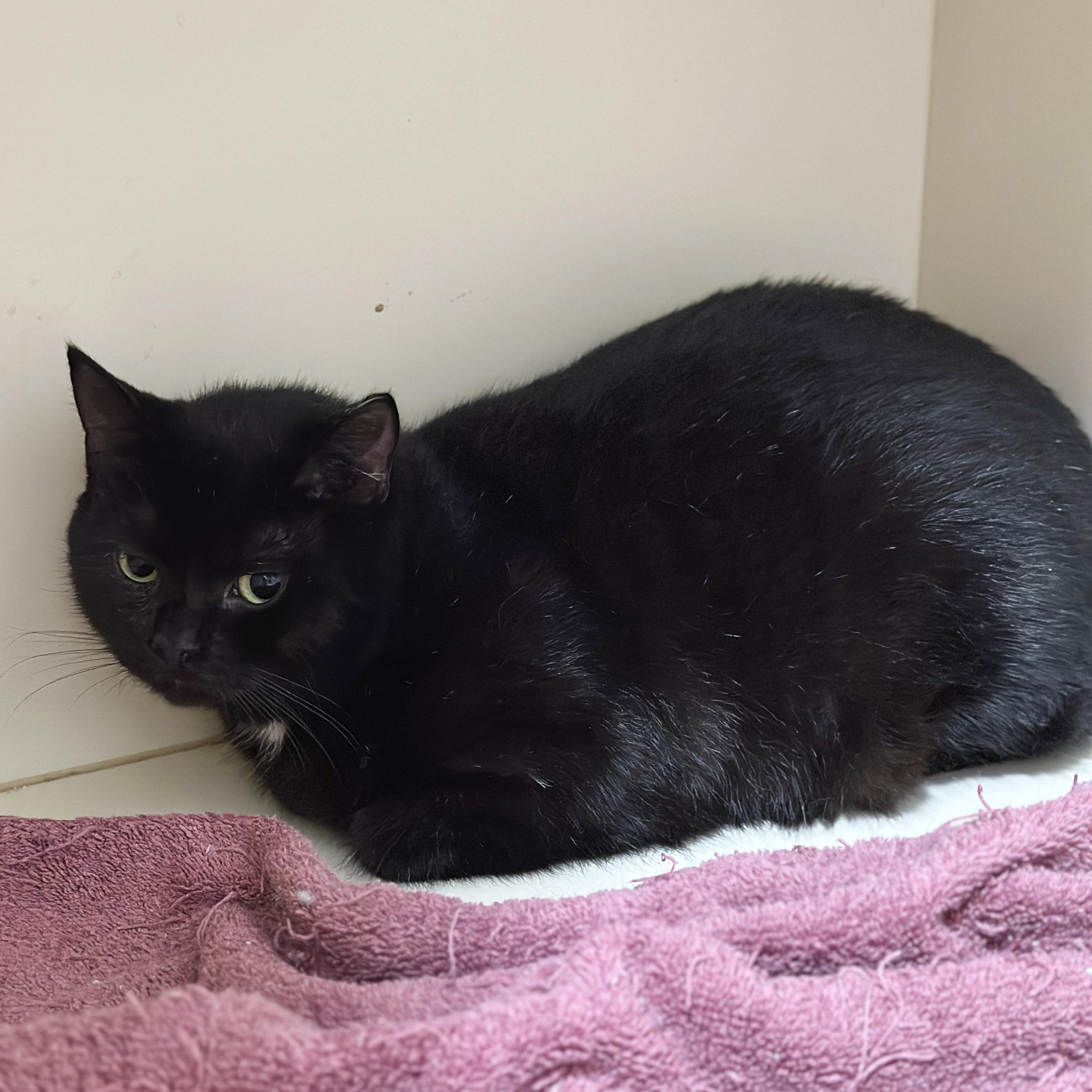 Charlotte, a Adoptable Domestic Short Hair in Victor, NY image 3/5
