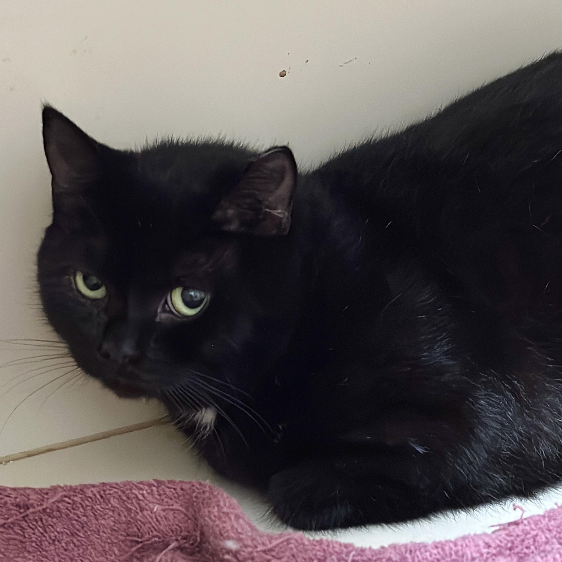 Charlotte, a Adoptable Domestic Short Hair in Victor, NY image 4/5