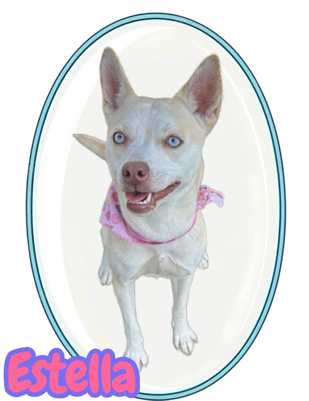 Stella, Adoptable, Young Female Husky.