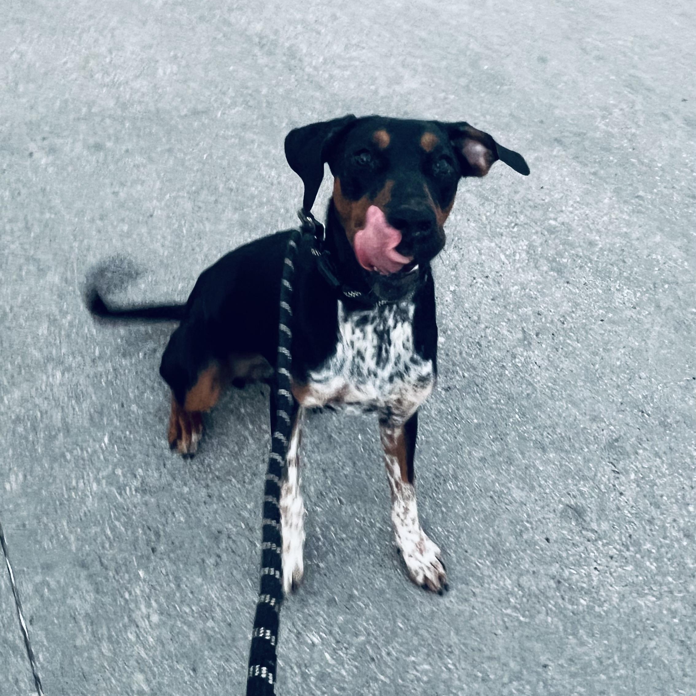 Enlarge Cocoa Bean! Perfect sidekick!, a Adoptable mixed breed in Cambridge, MA image 5/6