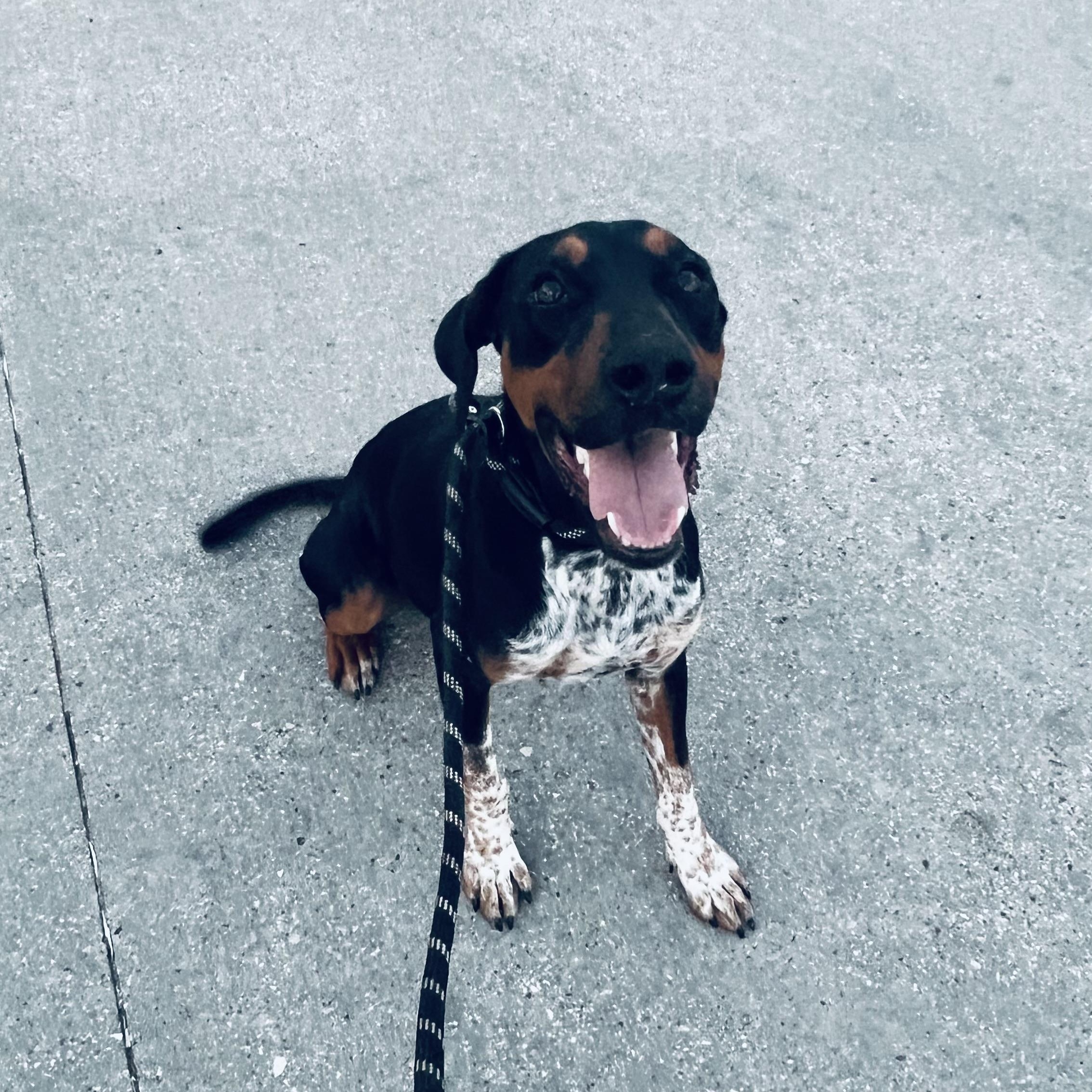 Enlarge Cocoa Bean! Perfect sidekick!, a Adoptable mixed breed in Cambridge, MA image 4/6