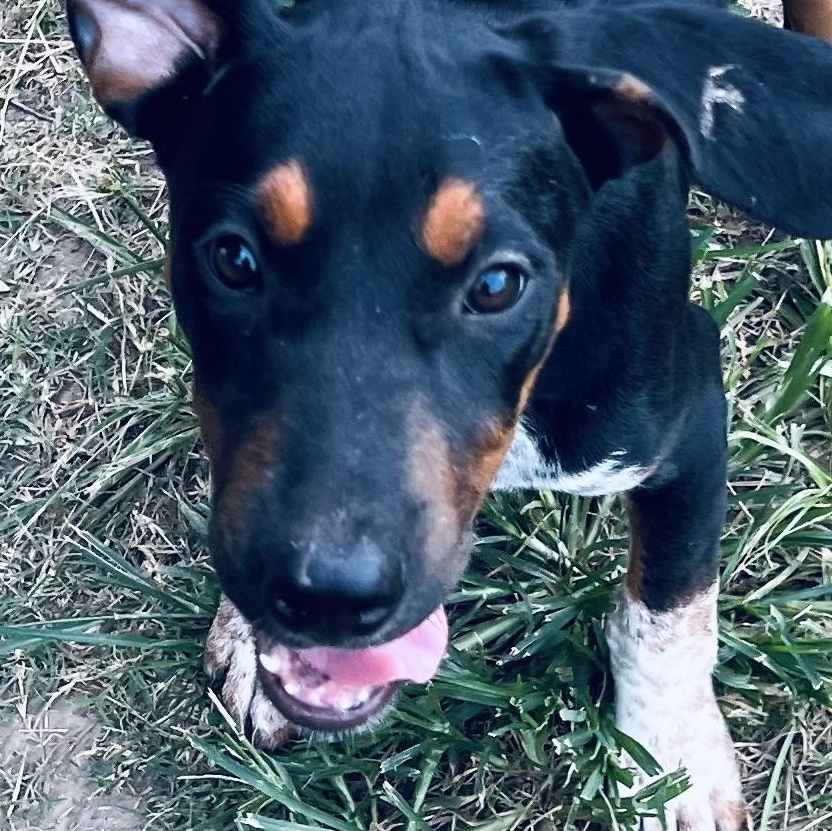 Enlarge Cocoa Bean! Perfect sidekick!, a Adoptable mixed breed in Cambridge, MA image 4/5