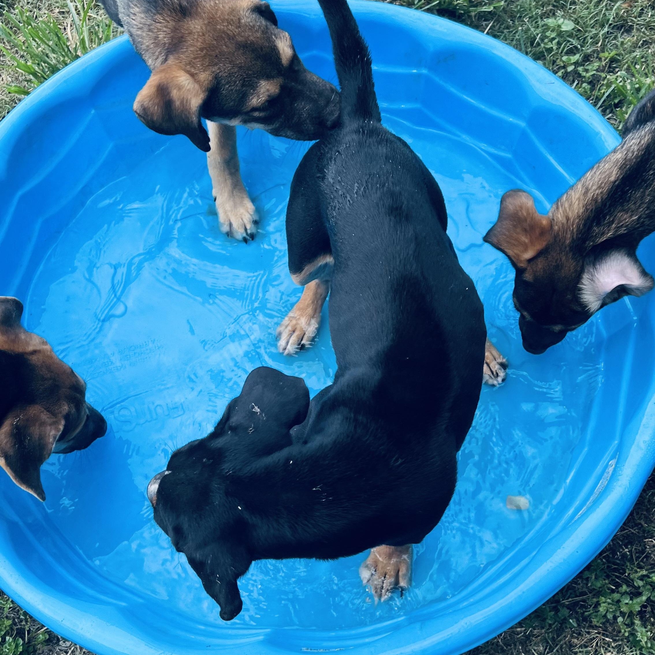 Enlarge Cocoa Bean! Perfect sidekick!, a Adoptable mixed breed in Cambridge, MA image 2/5