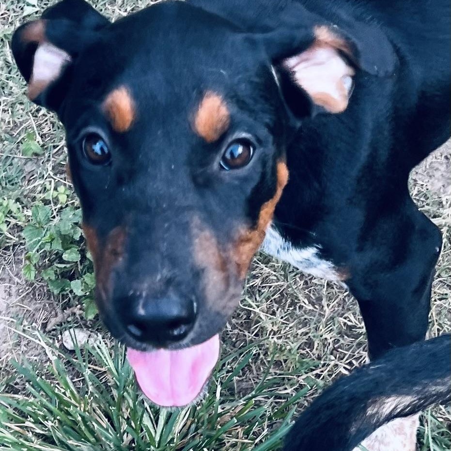 Enlarge Cocoa Bean! Perfect sidekick!, a Adoptable mixed breed in Cambridge, MA image 5/5