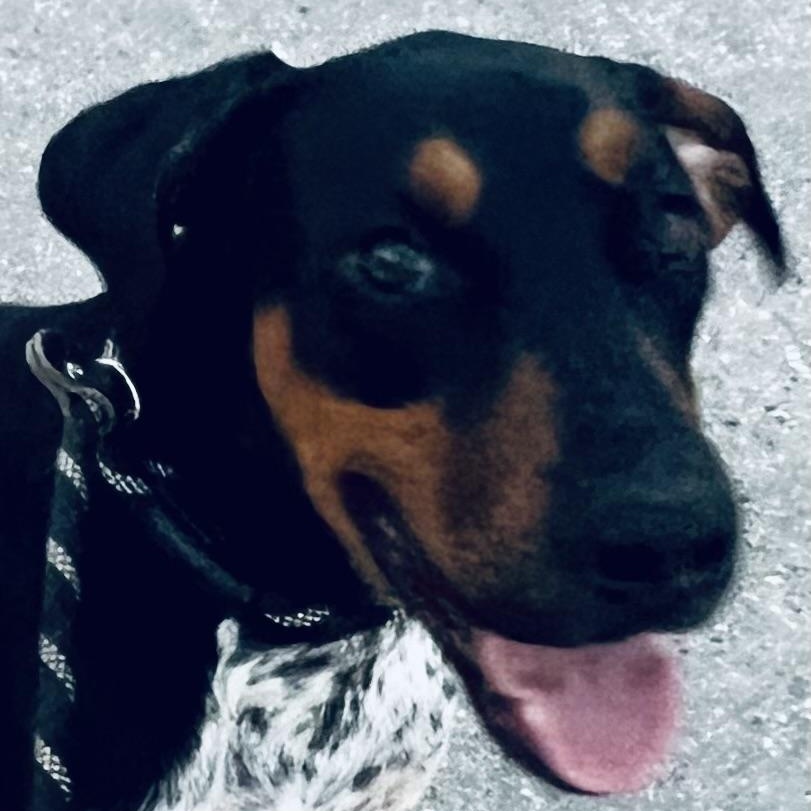 Cocoa Bean! Perfect sidekick!, Adoptable, Young Male Mixed Breed & Black and Tan Coonhound.