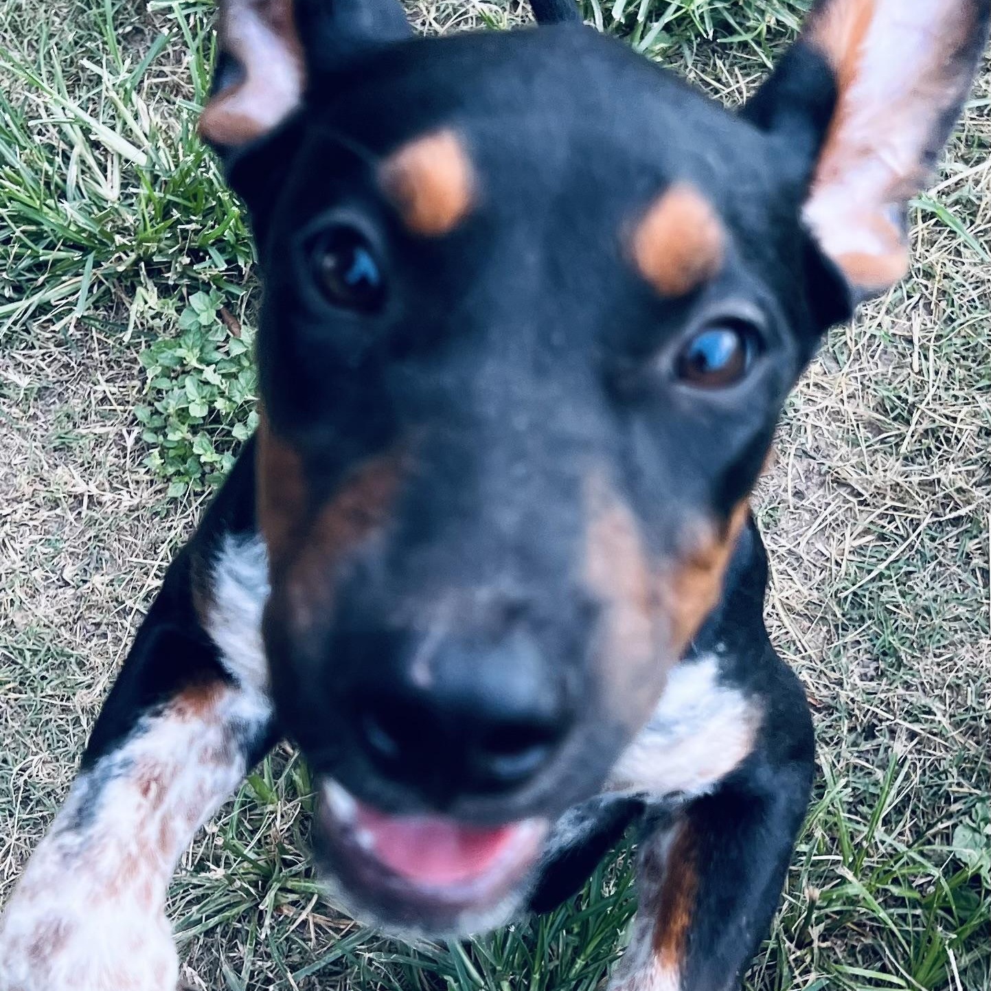 Enlarge Cocoa Bean! Perfect sidekick!, a Adoptable mixed breed in Cambridge, MA image 3/5