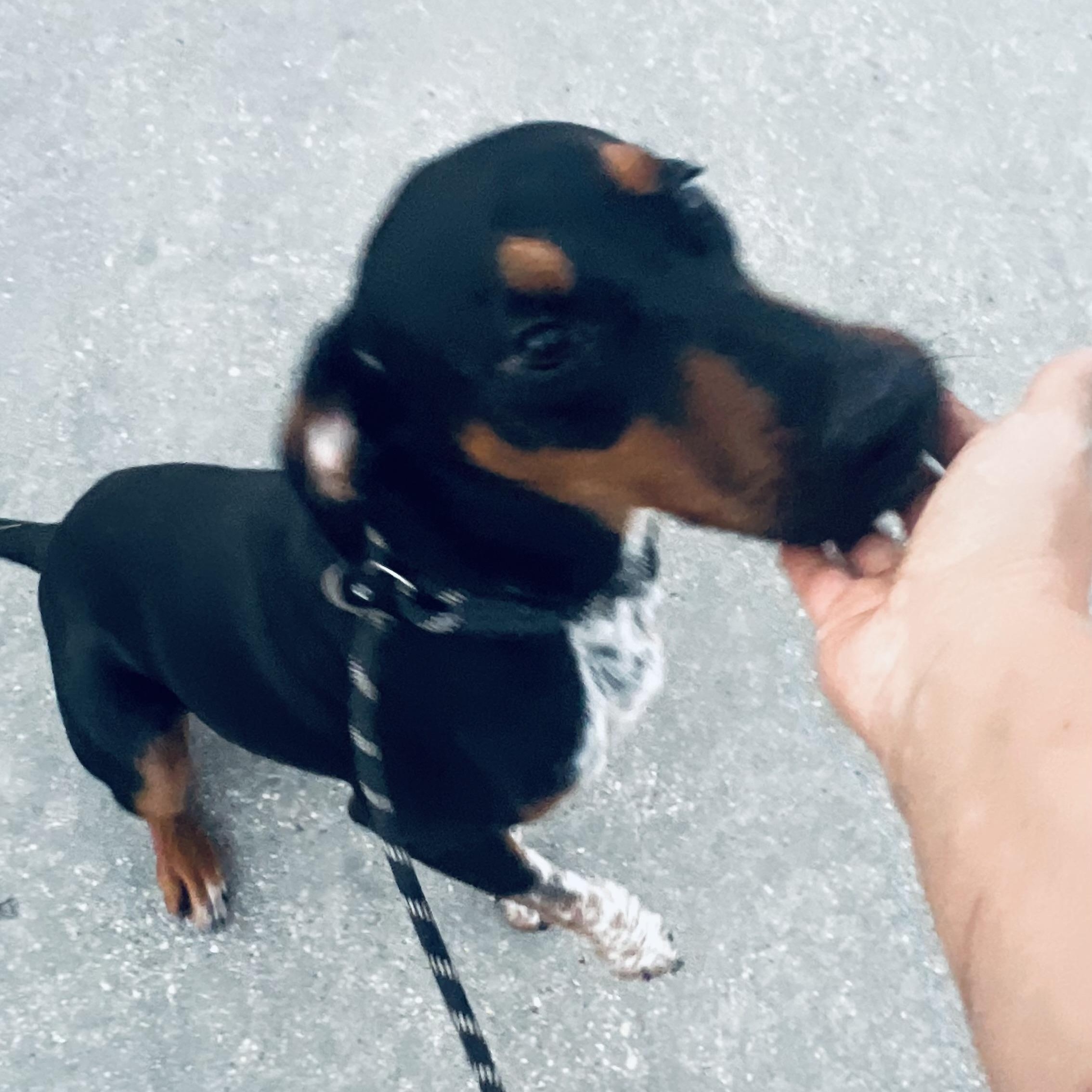 Enlarge Cocoa Bean! Perfect sidekick!, a Adoptable mixed breed in Cambridge, MA image 6/6