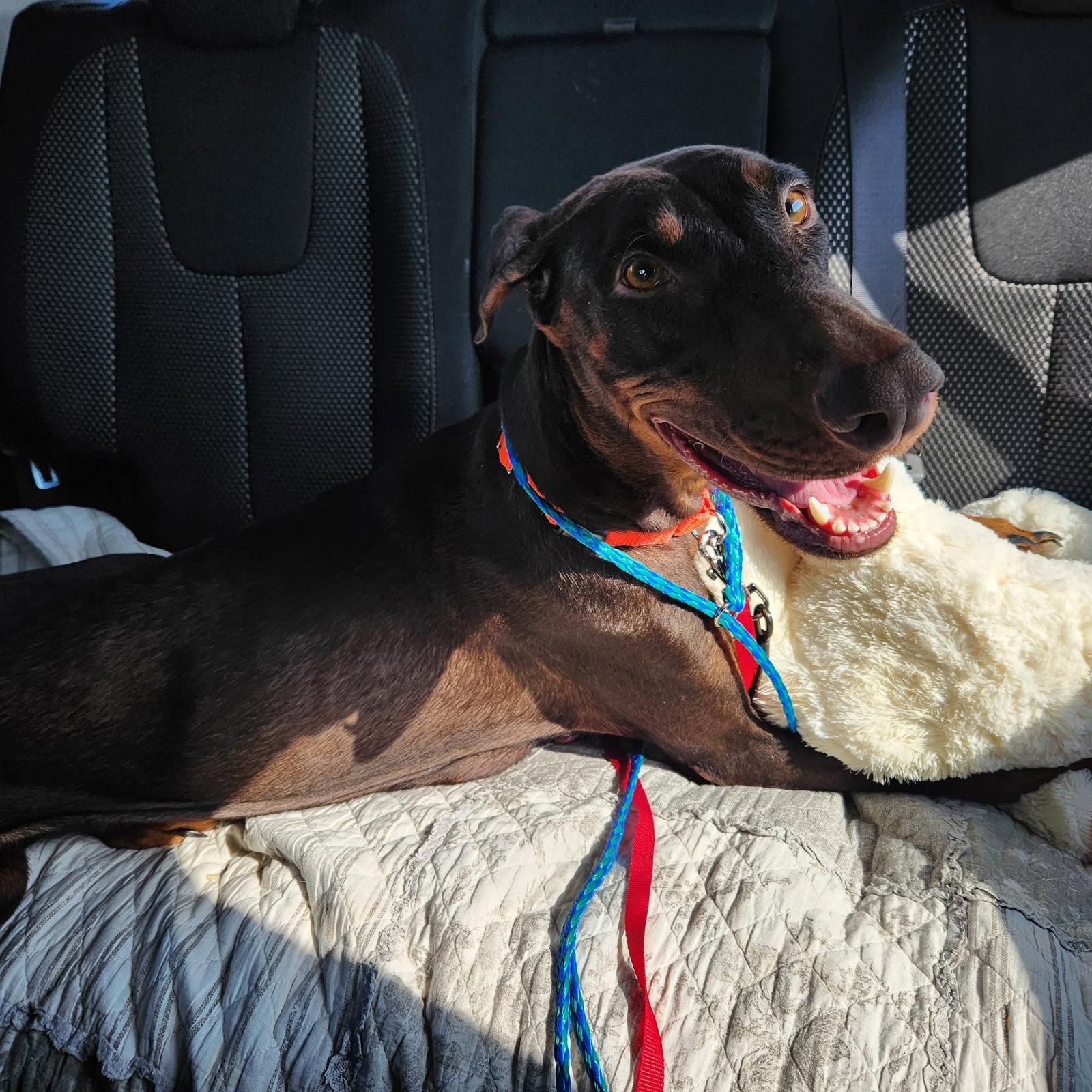 Enlarge Freya, a Adoptable Doberman Pinscher in Minneapolis, MN image 1/3