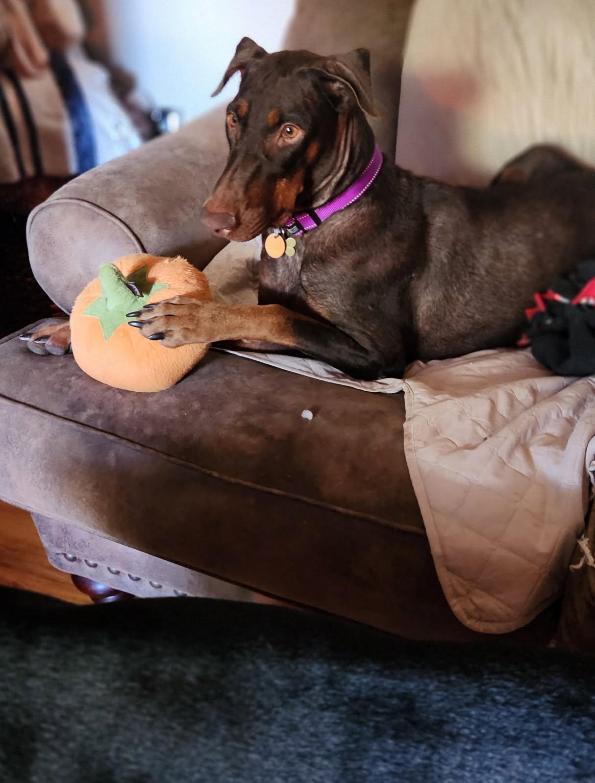 Enlarge Freya, a Adoptable Doberman Pinscher in Minneapolis, MN image 2/3