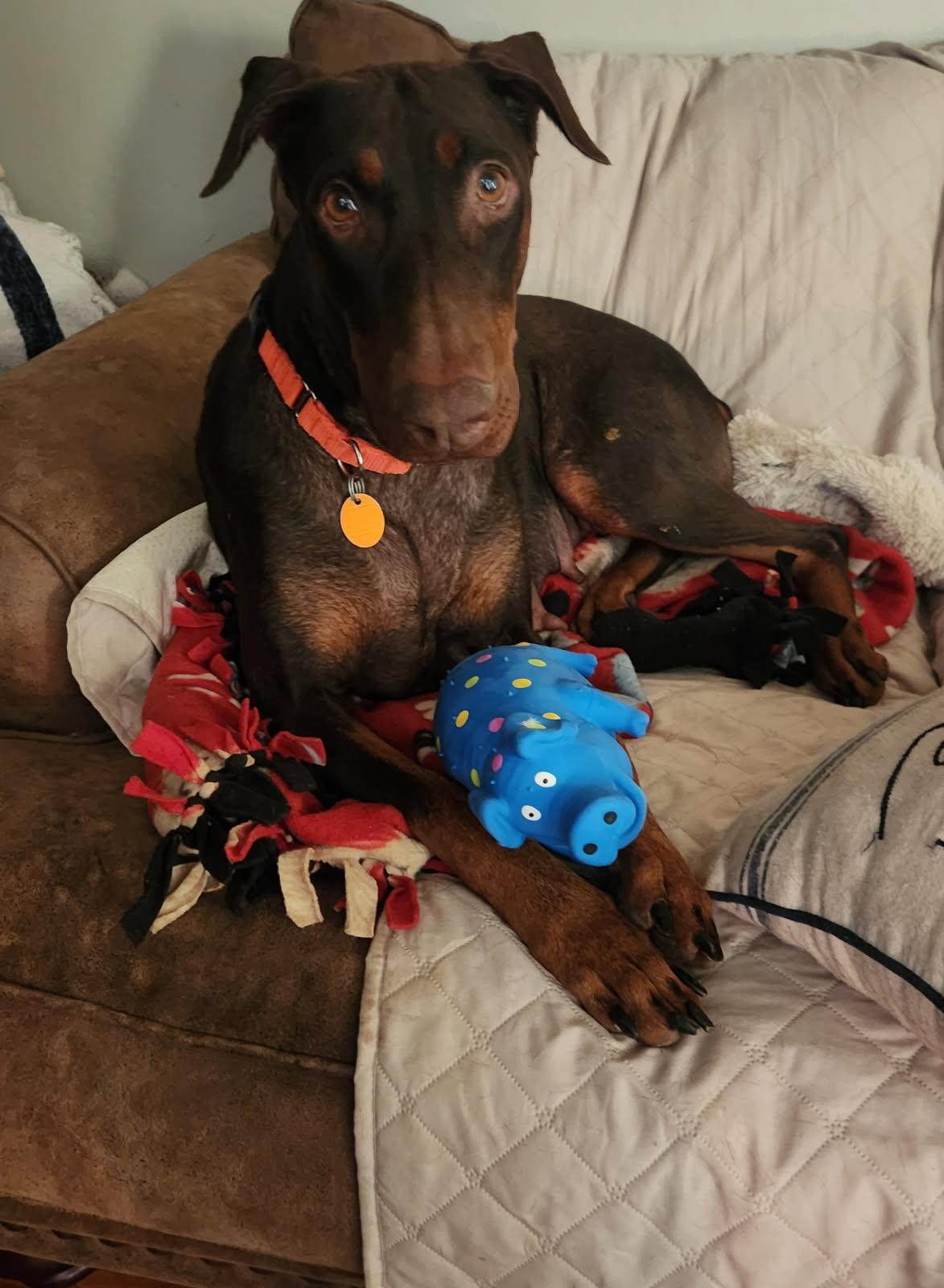 Enlarge Freya, a Adoptable Doberman Pinscher in Minneapolis, MN image 3/3