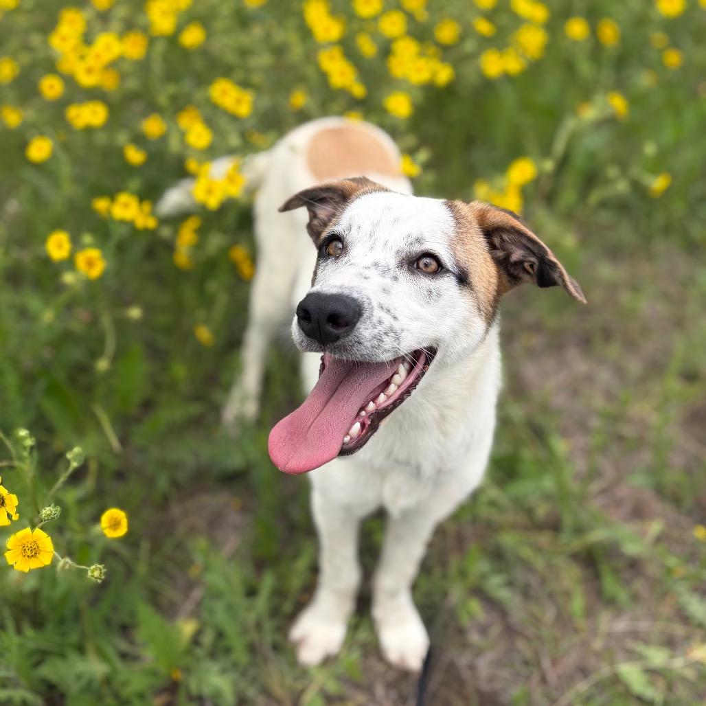 Maggie 26-04-112, Adoptable, Young Female Great Pyrenees & Mixed Breed.