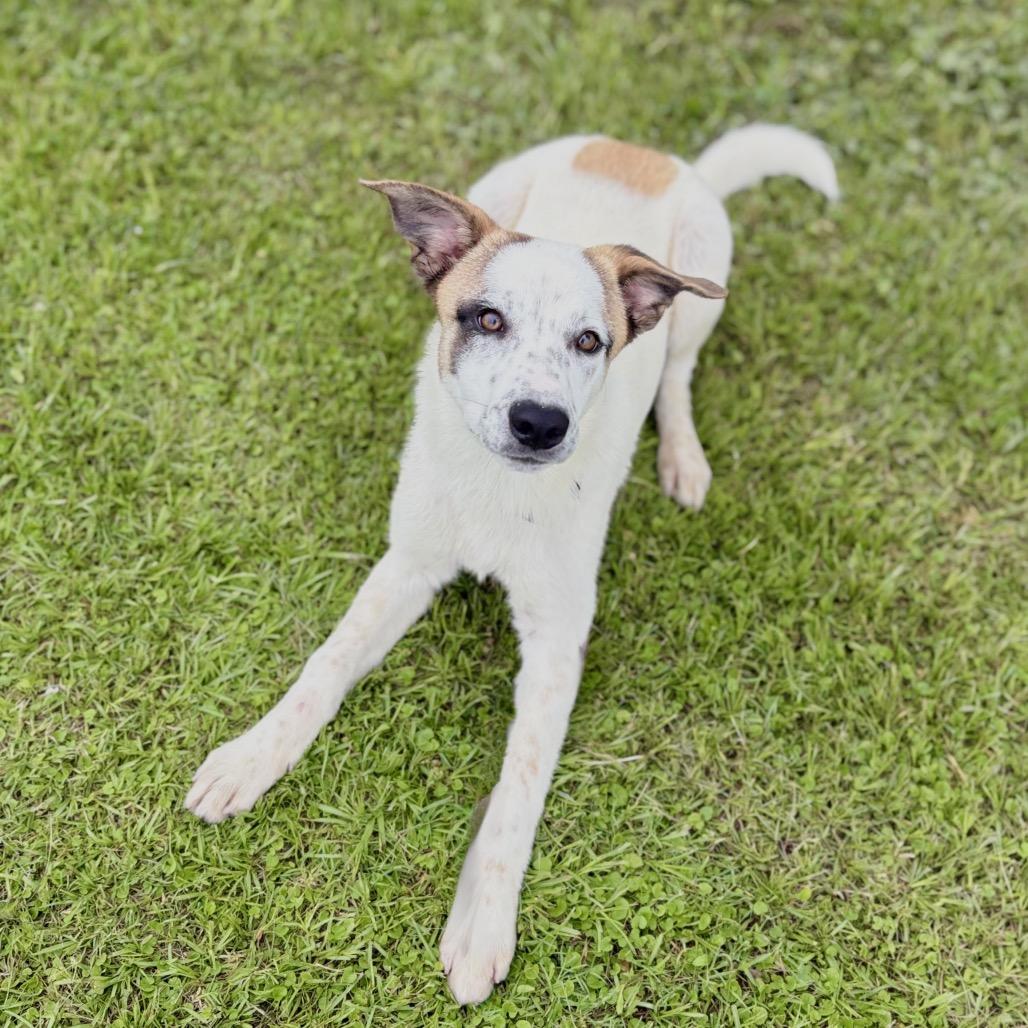 Enlarge Maggie 26-04-112, a Adoptable mixed breed in Bastrop, TX image 2/6