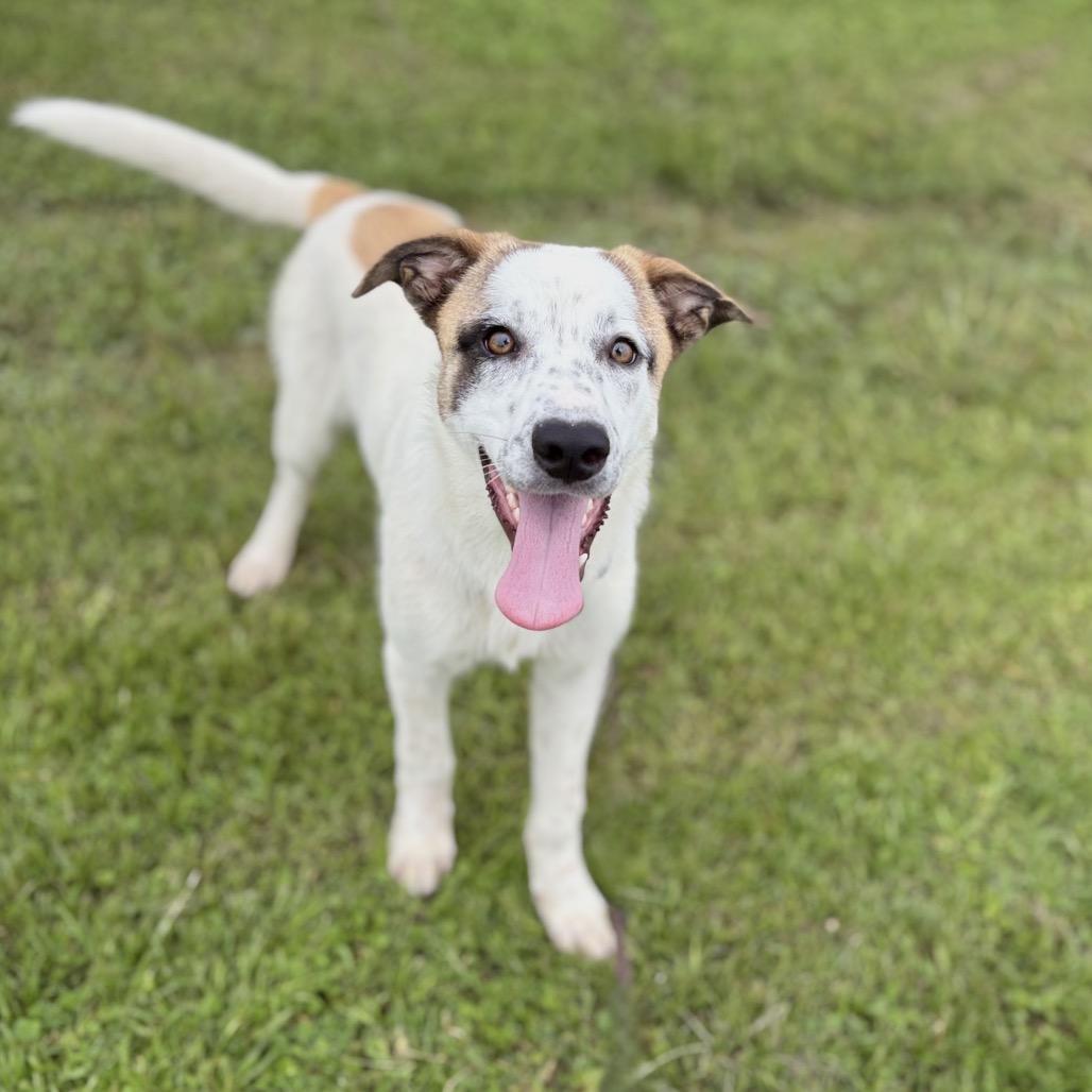 Enlarge Maggie 26-04-112, a Adoptable mixed breed in Bastrop, TX image 3/6