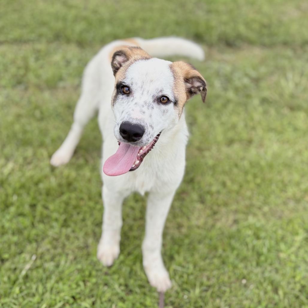 Enlarge Maggie 26-04-112, a Adoptable mixed breed in Bastrop, TX image 4/6