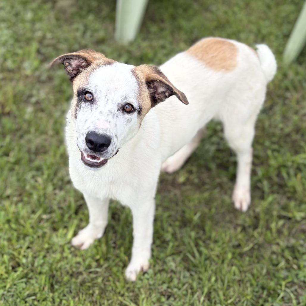 Enlarge Maggie 26-04-112, a Adoptable mixed breed in Bastrop, TX image 5/6