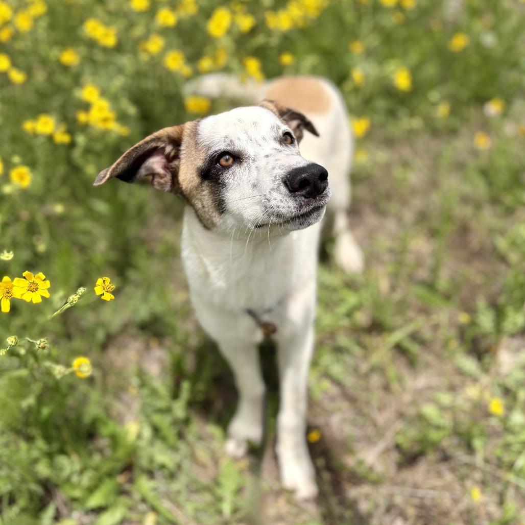 Enlarge Maggie 26-04-112, a Adoptable mixed breed in Bastrop, TX image 6/6