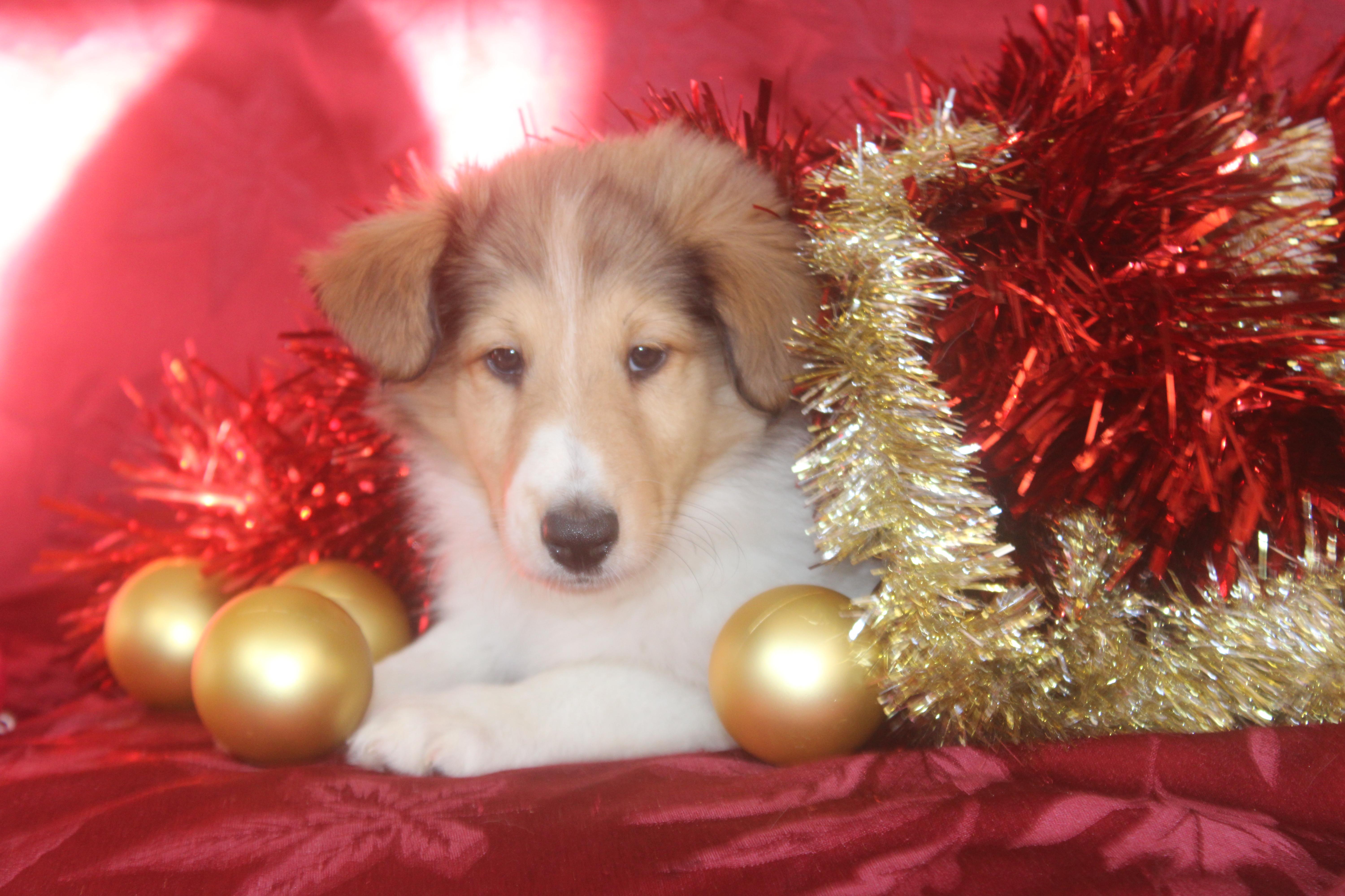 Piper, Adopted, Adult Female Rough Collie.