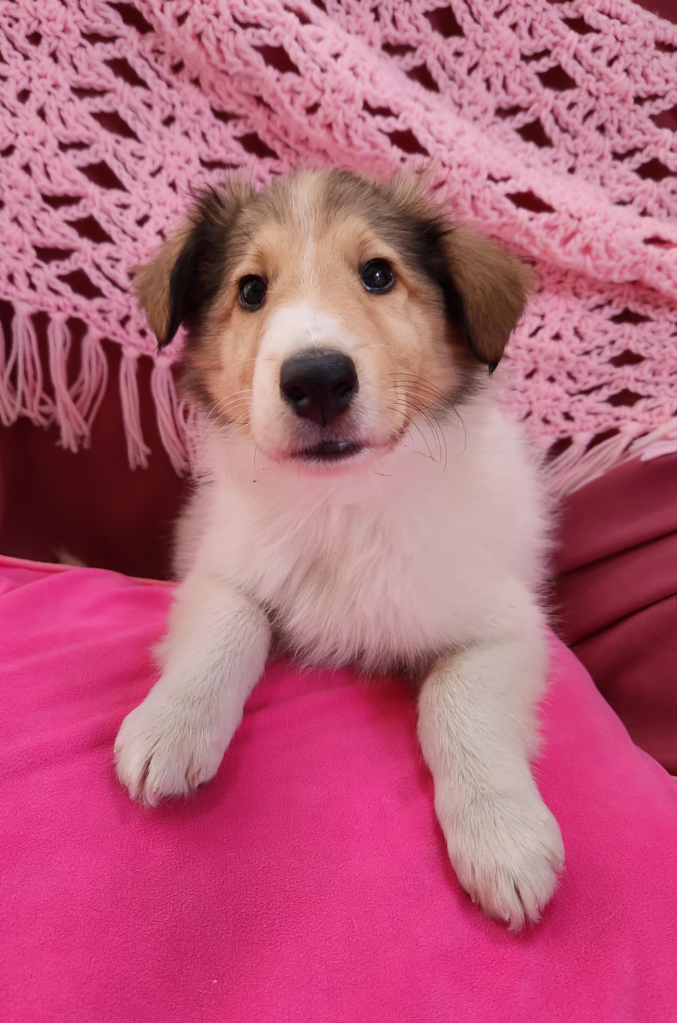 Enlarge Piper, a Adopted Rough Collie in Elyria, OH image 3/6