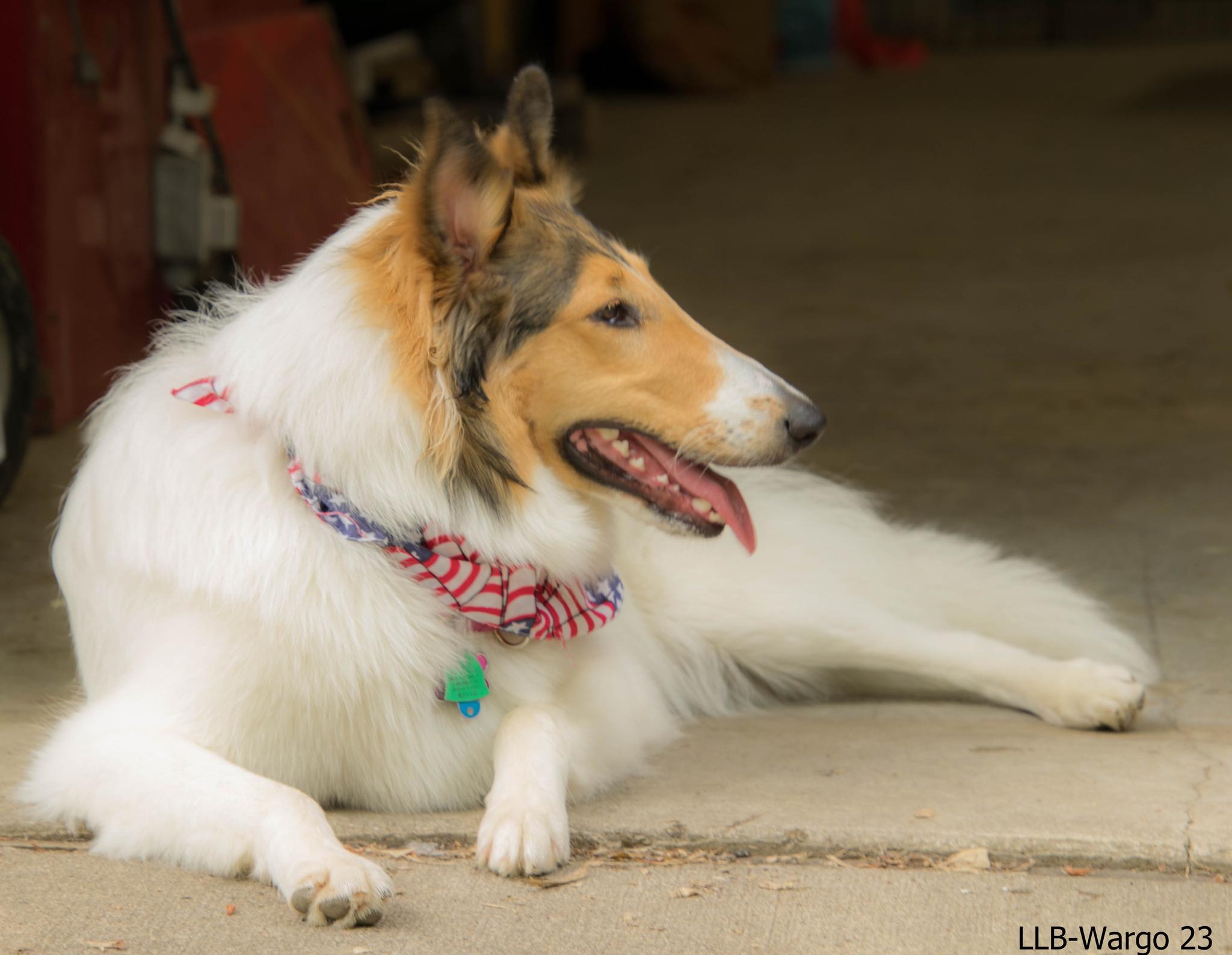 Enlarge Piper, a Adopted Rough Collie in Elyria, OH image 5/6