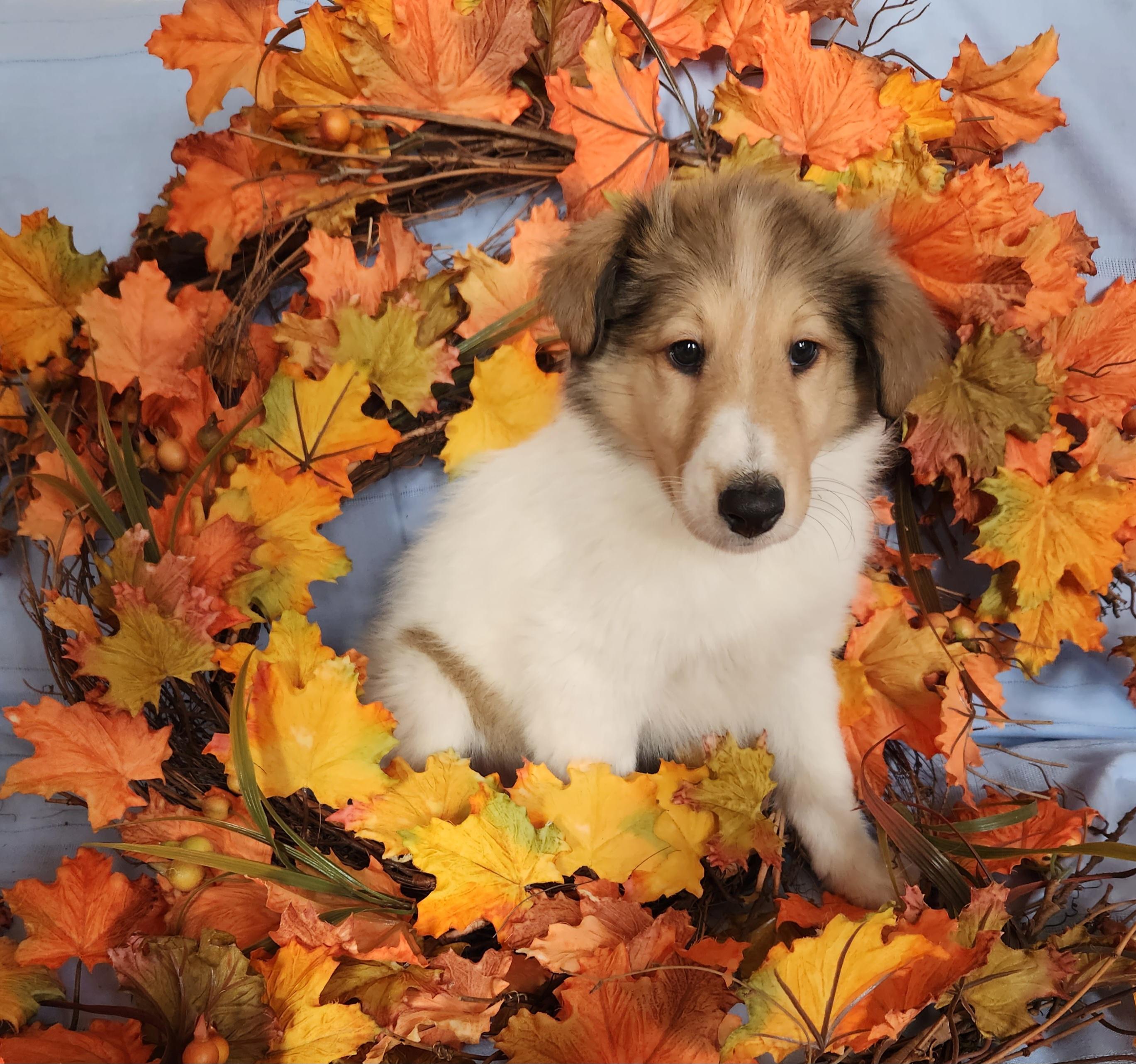 Enlarge Piper, a Adopted Rough Collie in Elyria, OH image 6/6