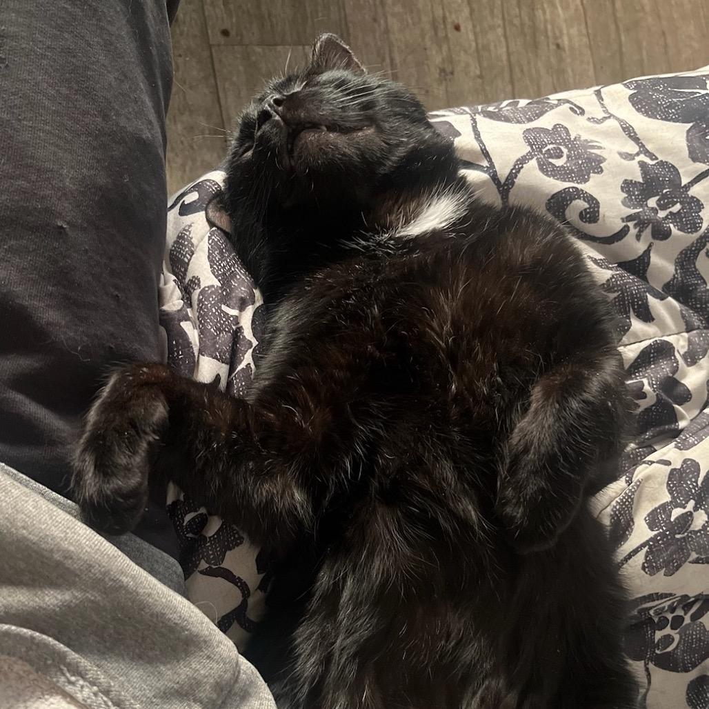 Big Tom — thumbnail 2