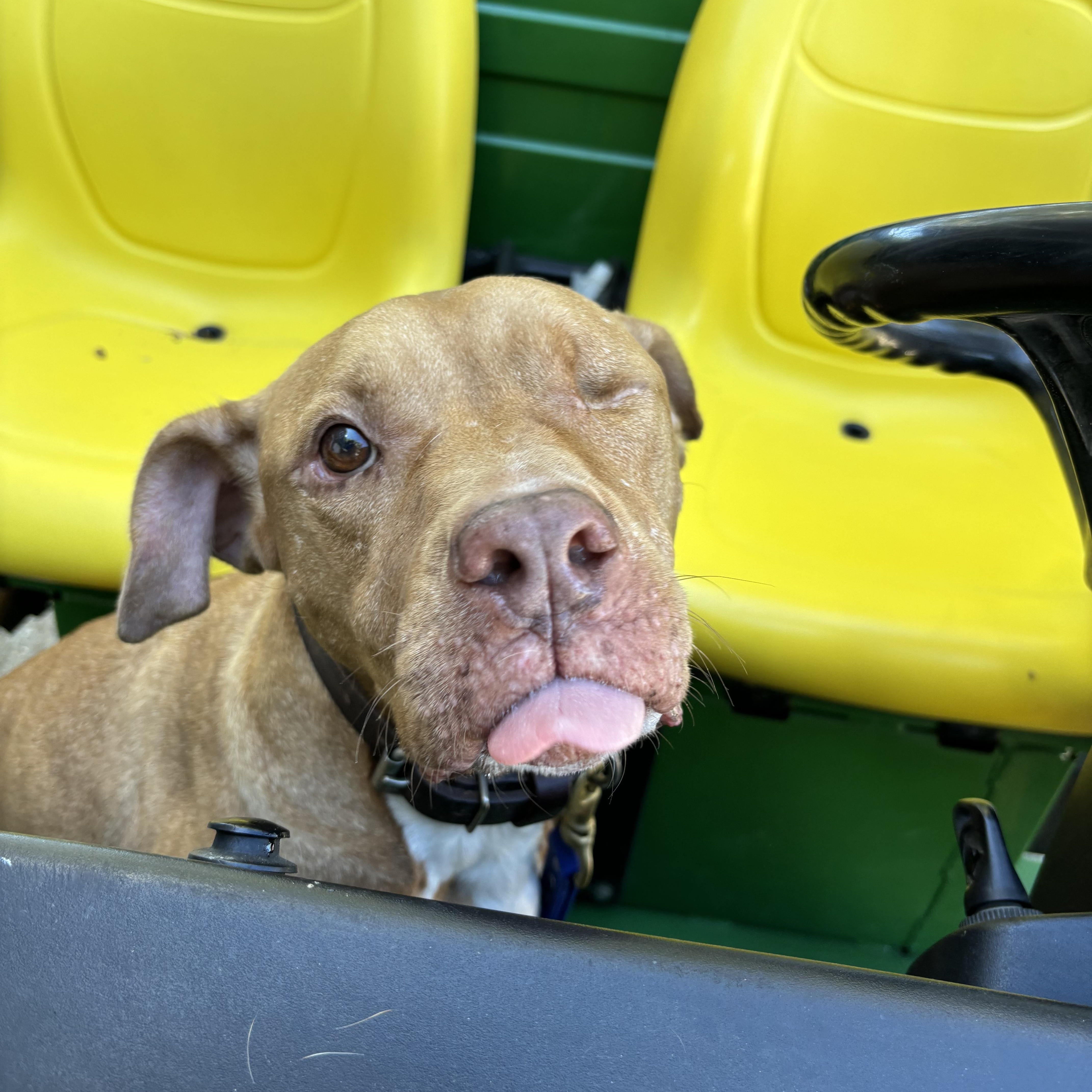 Enlarge Frankie, a Adoptable mixed breed in Carrollton, TX image 2/5