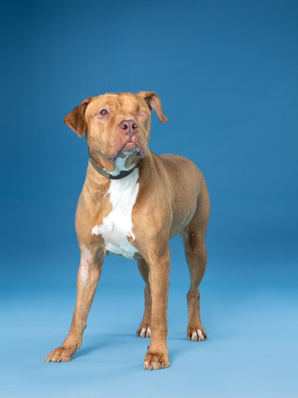 Enlarge Frankie, a Adoptable mixed breed in Carrollton, TX image 4/5