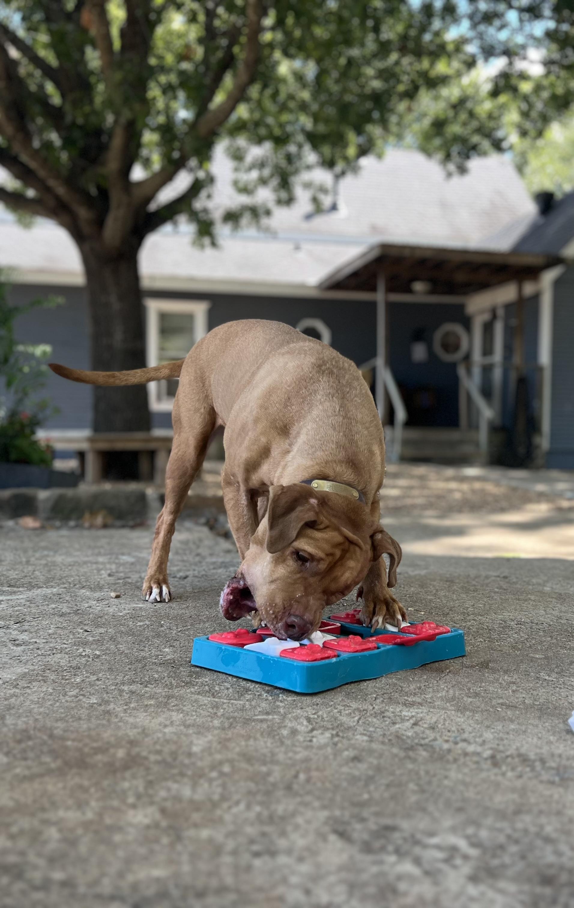 Enlarge Frankie, a Adoptable mixed breed in Carrollton, TX image 5/5
