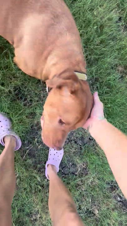 Enlarge Frankie, a Adoptable mixed breed in Carrollton, TX video 3/5