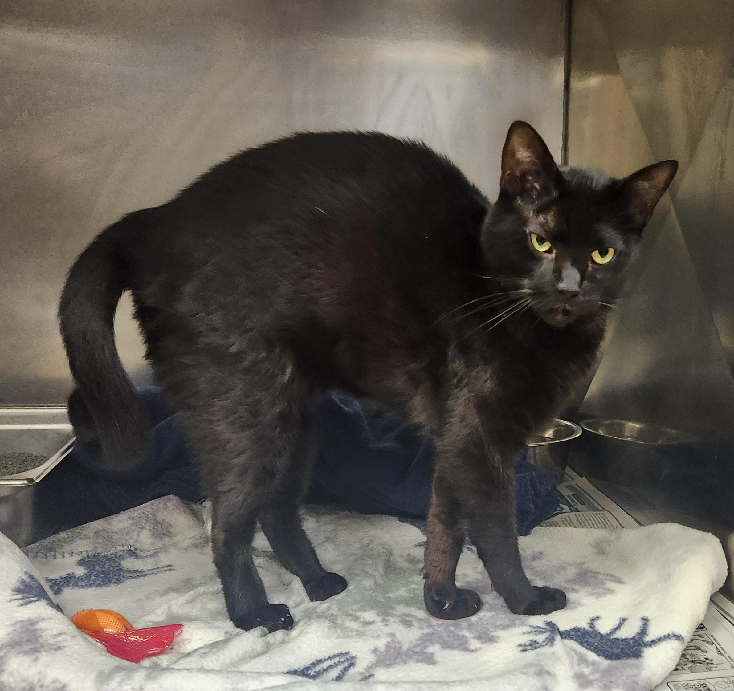 Hex, ADOPTABLE, Adult Male Domestic Short Hair.