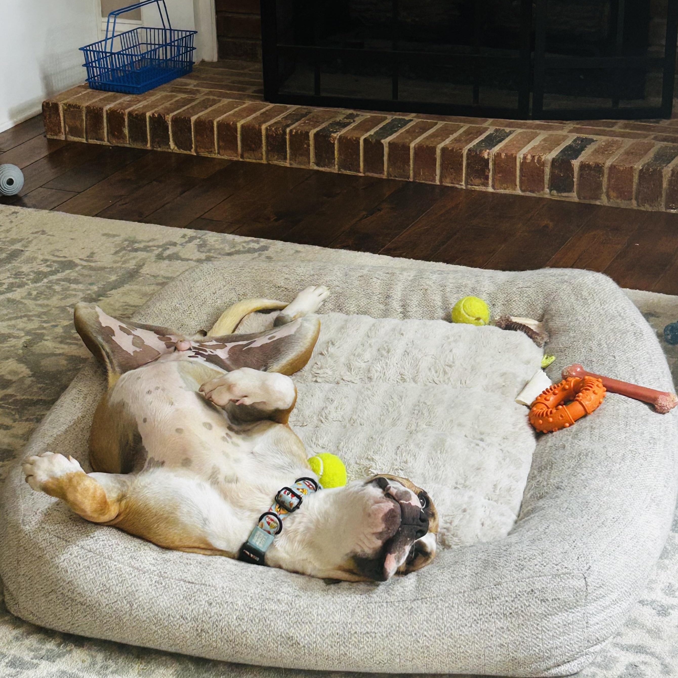 Chester, a ADOPTABLE mixed breed in Rock Hill, SC image 3/6
