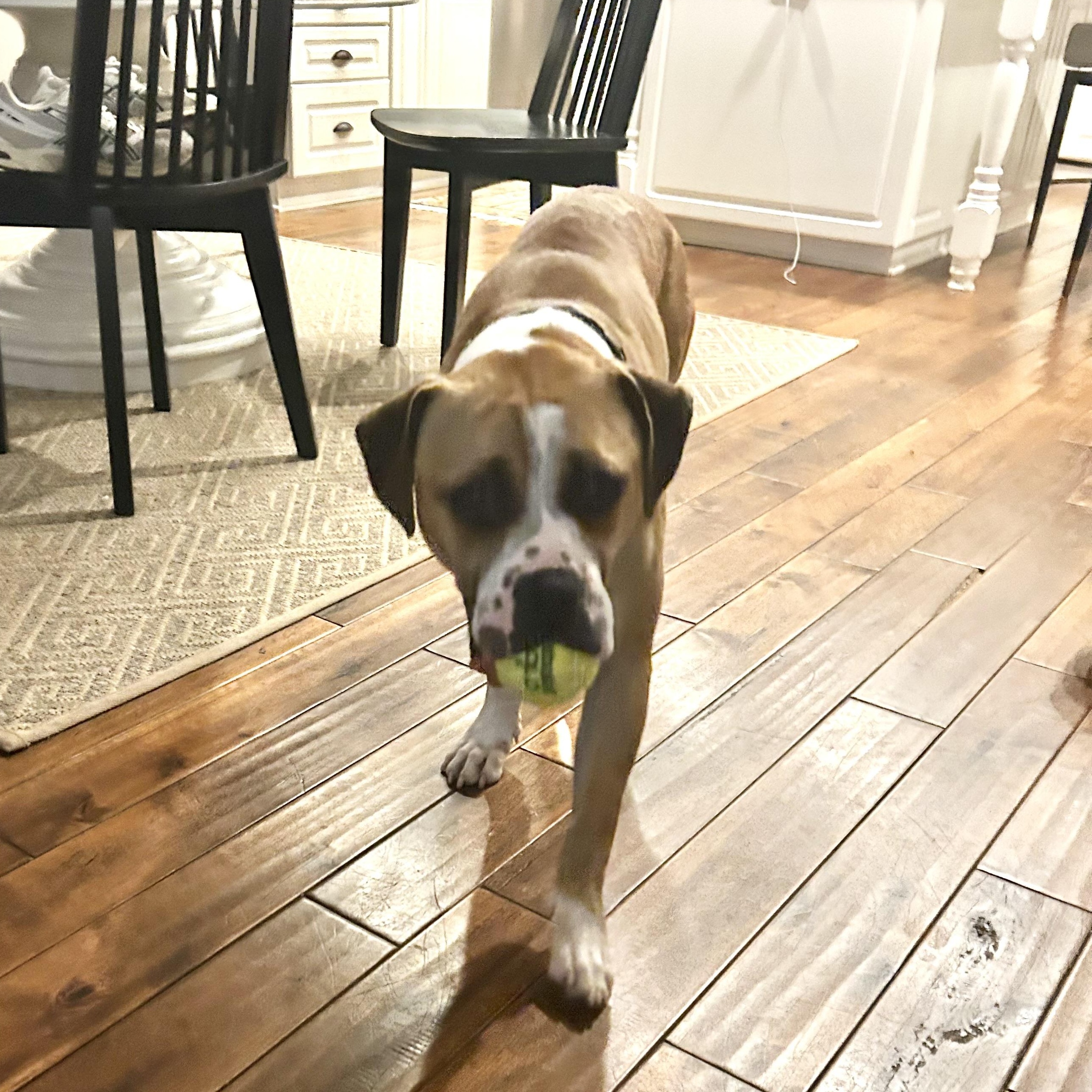 Chester, a ADOPTABLE mixed breed in Rock Hill, SC image 6/6